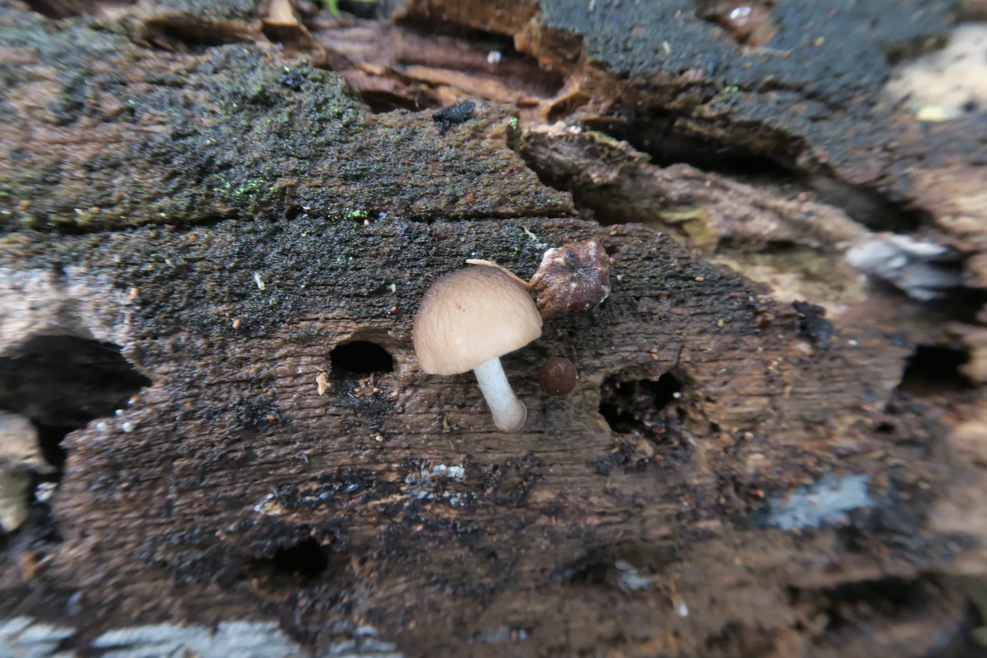 Pluteus luctuosus - 1 - IMG_1620